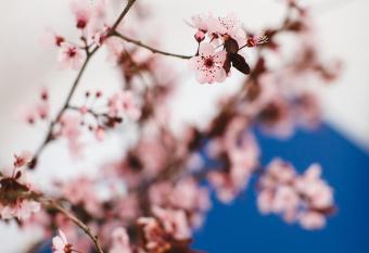 Cherry Blossom - Backup Power Inverter allows 18 year olds to book a room