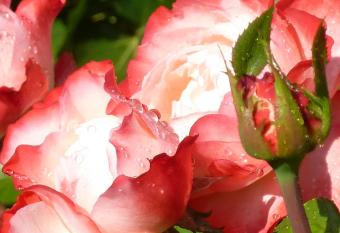 Sunny Flowerside allows 18 year olds to book a room