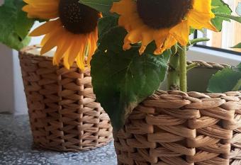 Apartament s  onecznikowy has Balcony rooms