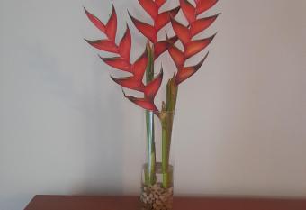 Recanto da Madeira. has Balcony rooms