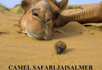CAMEL SAFARI JAISALMER has Smoking/Balcony rooms