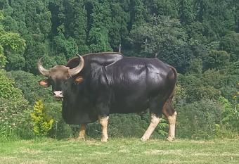 Night walk has Balcony rooms