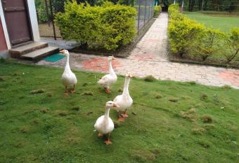 Hemavathi Nature Stay has Balcony rooms