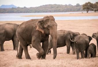 Keyali Holiday Inn has Balcony rooms