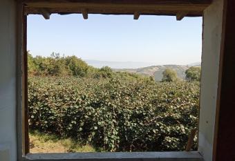 Kiwi Ba   evi has Balcony rooms