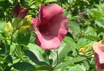 Mango Walk guesthouse allows 18 year olds to book a room