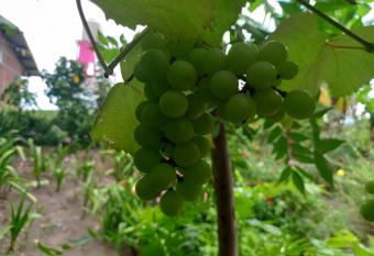 Para  so Tolesmaida allows 18 year olds to book a room