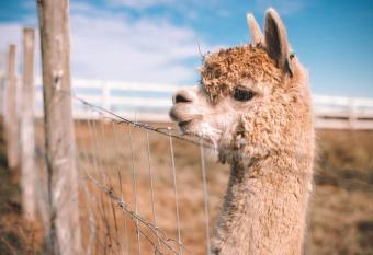 Cooranbong Farm Stay-7 Bedrooms Cottage with Pool and Tennis Court has Balcony rooms