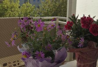 Dresden Gr  n nur f  r Frauen only booked for women has Balcony rooms