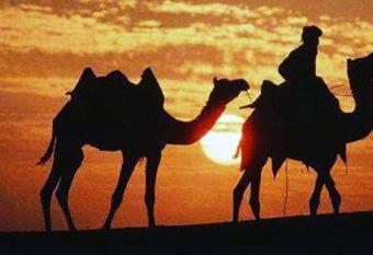 Flying Desert Camps has Balcony rooms