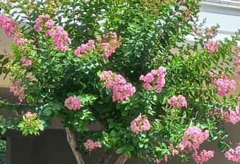 Amazing Theokritoy B2 in Tripolis free parking allows 18 year olds to book a room