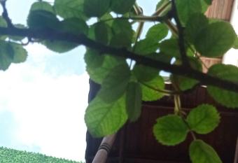 Terrace Boutique hotel has Smoking/Balcony rooms