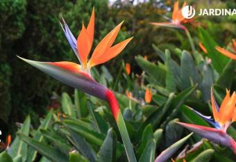 Sterlizia departamento allows 18 year olds to book a room