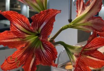 Colors allows 18 year olds to book a room