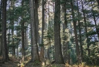 Forestview Homestay has Balcony rooms