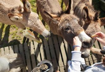Camping de la ferme aux   nesses, Mobil Home C  line allows 18 year olds to book a room
