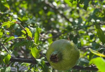 Viktorie allows 18 year olds to book a room