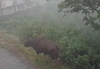 LEYAAS RESORT has Smoking/Balcony rooms