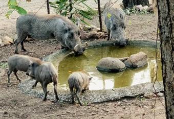 Amani Milele (Everlasting Peace) has Balcony rooms