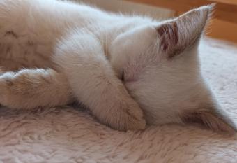 350 m.iki j  ros.Kunigi  k  s. Nendr  s 8 allows 18 year olds to book a room