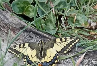                                                           allows 18 year olds to book a room