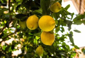 Fior di Limone allows 18 year olds to book a room