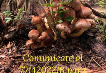 Rancho Puerta Del Cielo has Balcony rooms