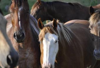 Creekside Cabin B Staycation on Horse Farm has Balcony rooms