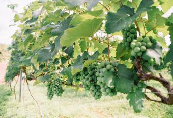 Casa em Vin  cola has Balcony rooms