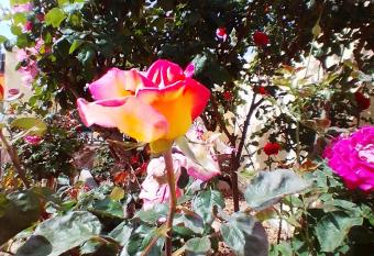 Las/Rosas has Balcony rooms