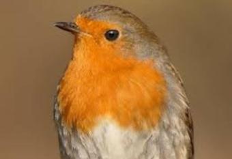 Le Rouge Gorge Curieux allows 18 year olds to book a room