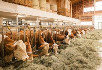 Edenhauserhof has Balcony rooms