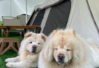 iGo Glamz              Pet Friendly Glamping allows 18 year olds to book a room
