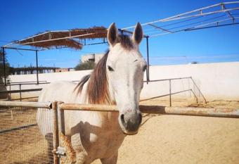 Reiterhof Sezar Ranch Djerba has Balcony rooms