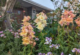                              (IKOI) has Balcony rooms