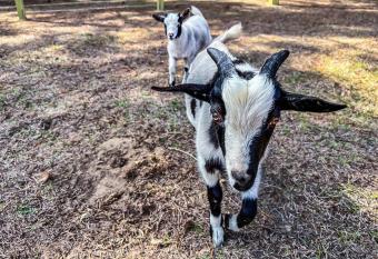 Nature   s Spirit Farm & Forest allows 18 year olds to book a room