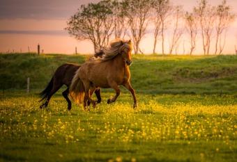 H  tel Flj  tshl  d allows 18 year olds to book a room