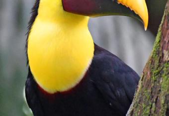 Riverside Villas has Balcony rooms