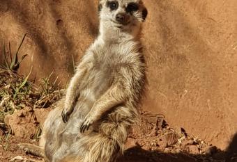 KIMBURU BUSHCAMP has Balcony rooms