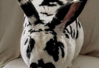 Doi iepuri has Smoking rooms